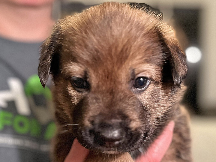chinook puppy